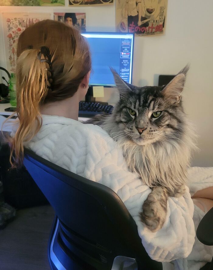 Maine Coon