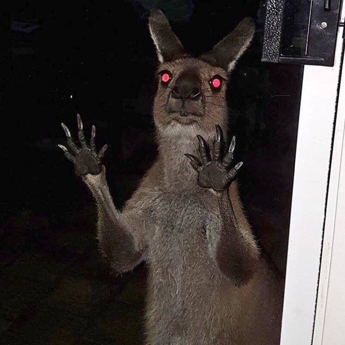 kangoroo effrayant