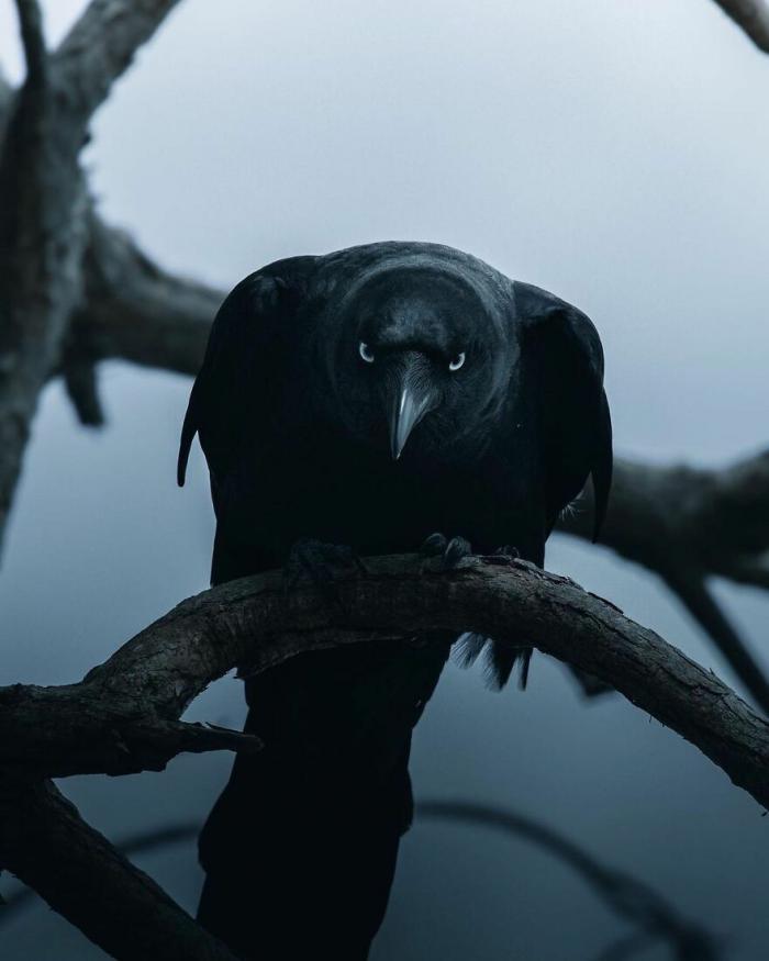 un corbeau menaçant