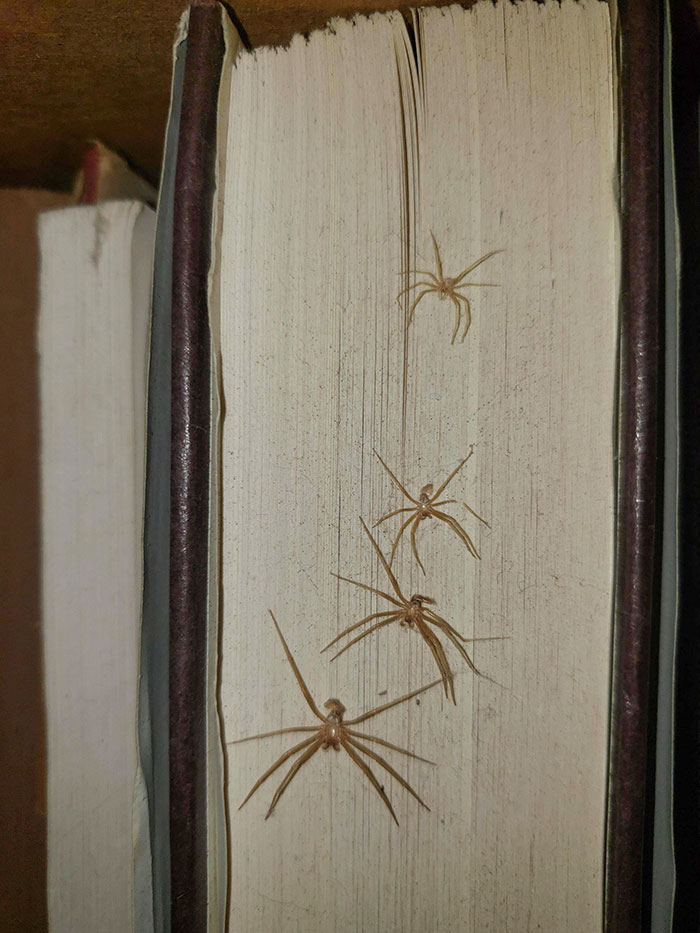 mini araignées sur un livre