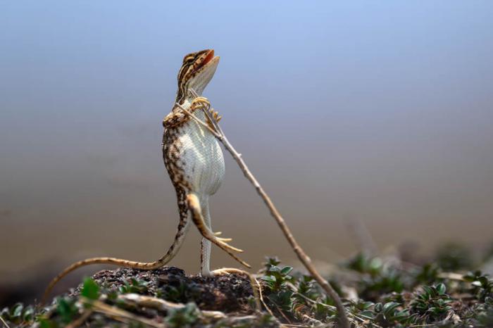 Comedy Wildlife Photography 