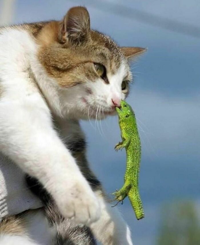 Chat iguane 