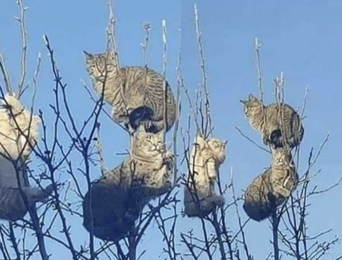 chats dans un arbre