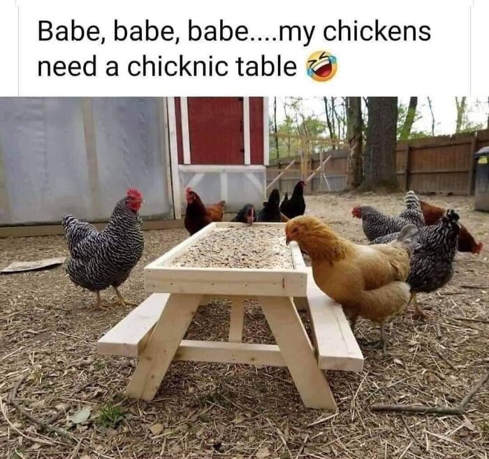 table de pique nique pour poules