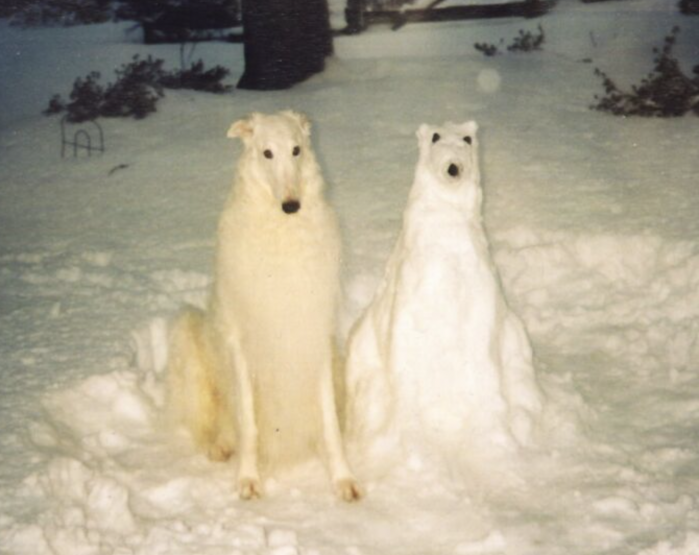 chien bonhomme de neige