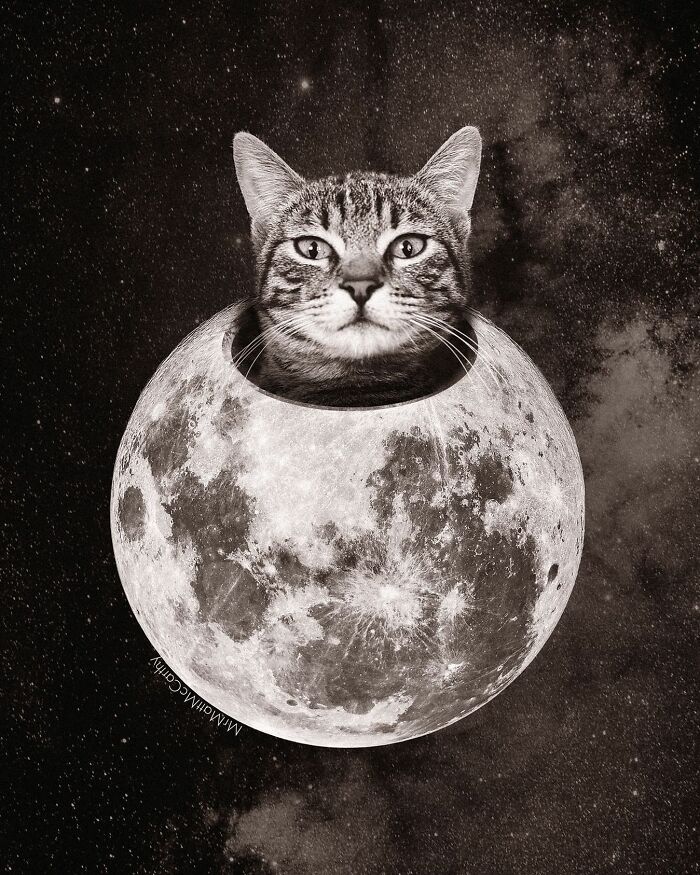 Chat dans la lune littéralement