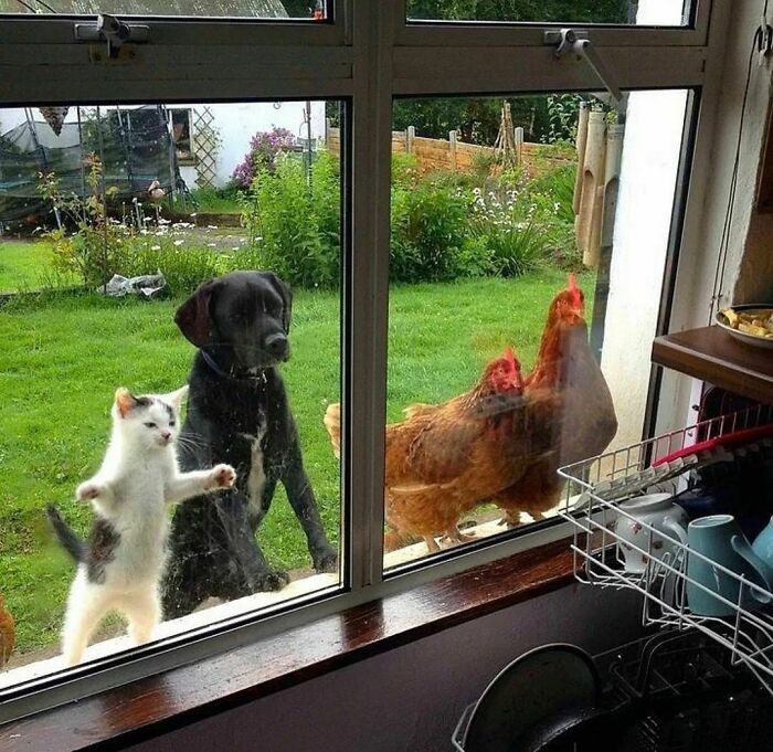 chien chat et poules regardent dedans