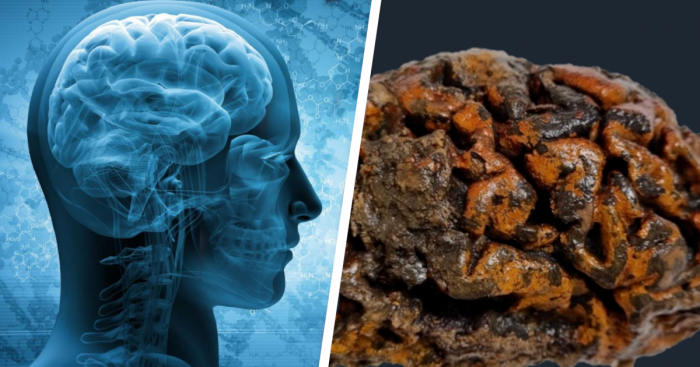 Questo studio su cervelli umani di 12.000 anni è rivoluzionario