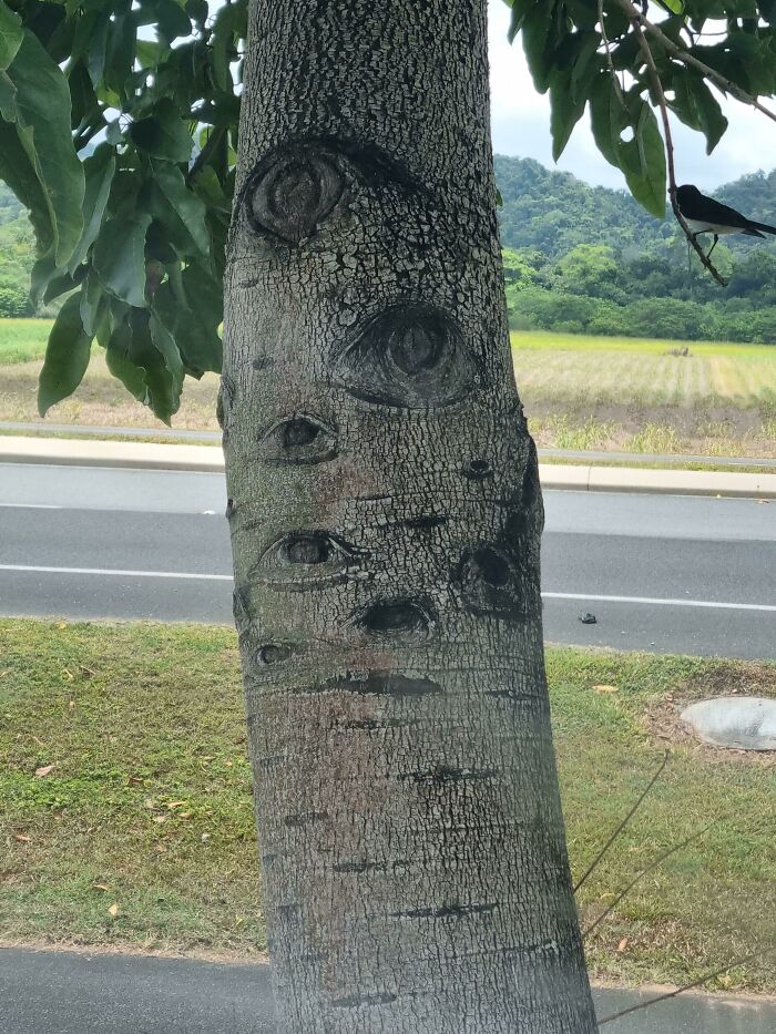 des yeux dans un arbre