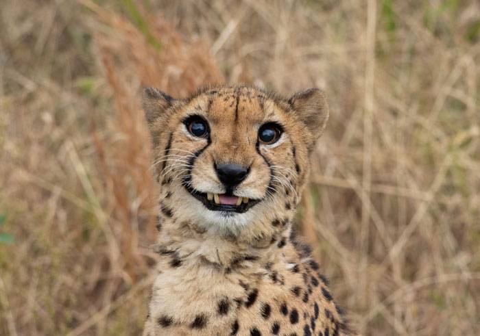 Bébé léopard Belle Photo
