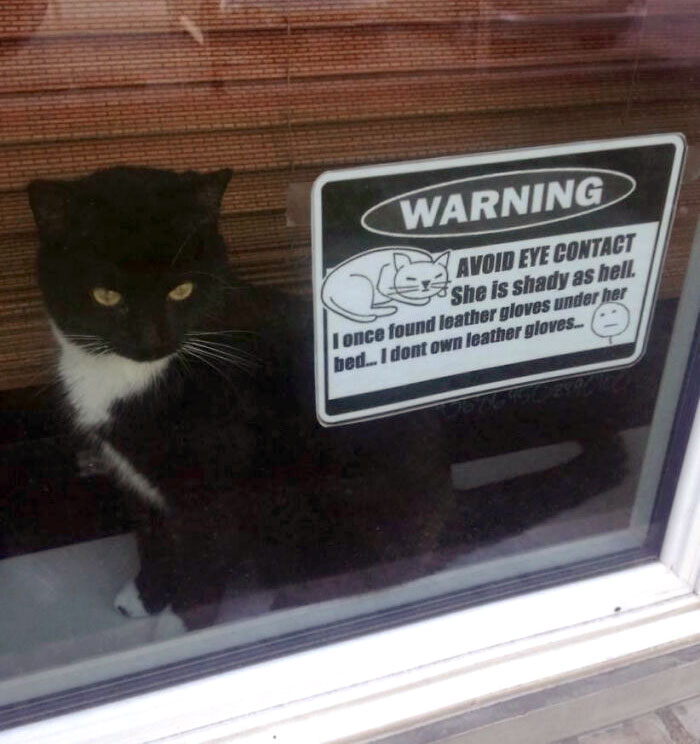 un chat devant une fenêtre