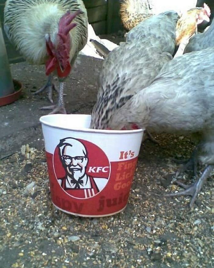 des poules qui mange KFC