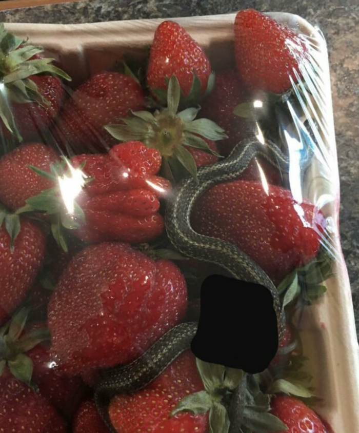 serpent barquette de fraise