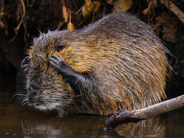 Comedy Wildlife Photography 