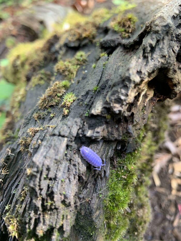un insecte violet