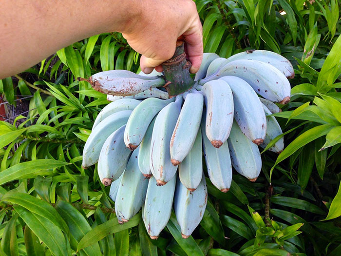 des bananes bleues