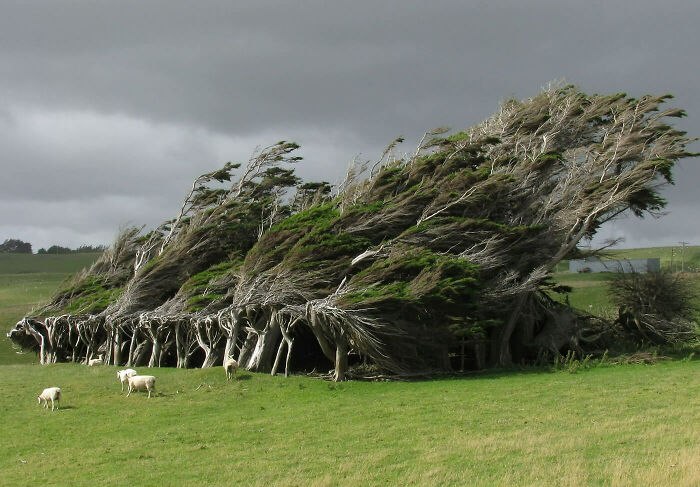 arbres penchés par le vent