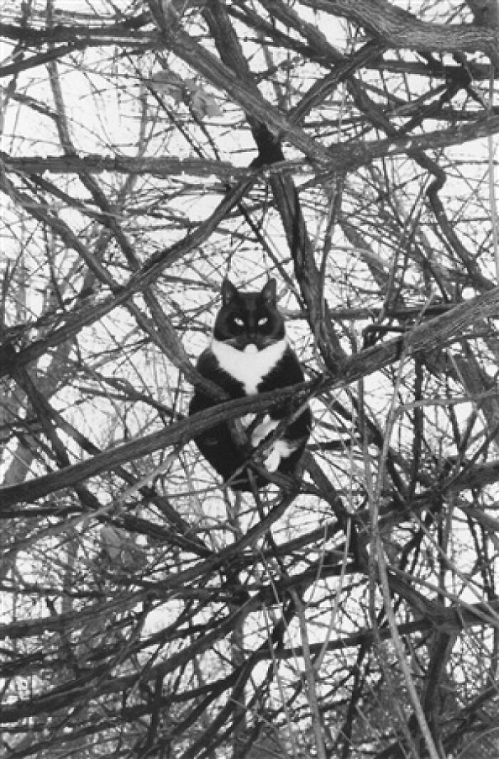 un chat dans un arbre