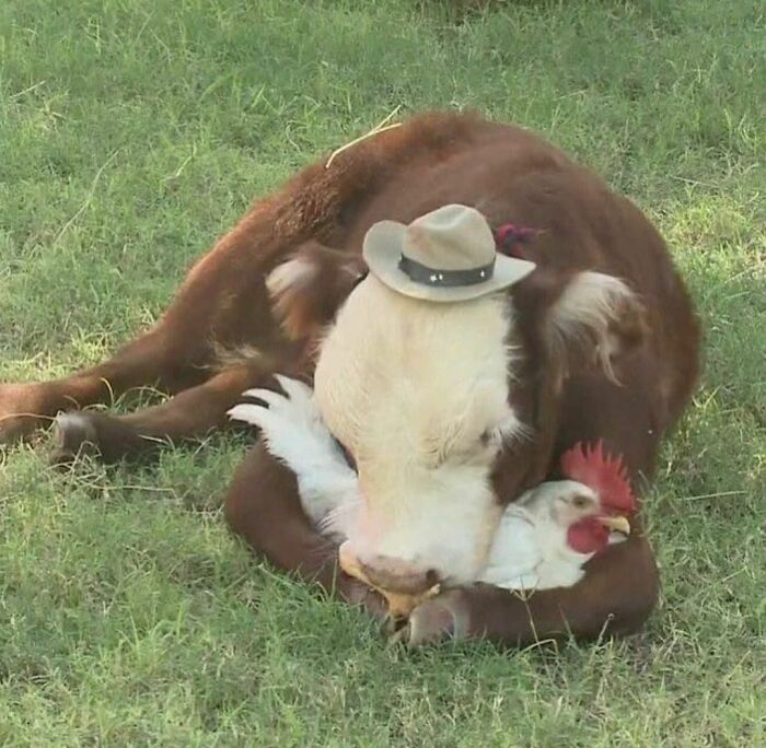 Vache caline poule