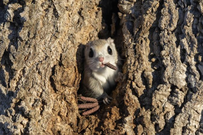 Comedy Wildlife Photography 