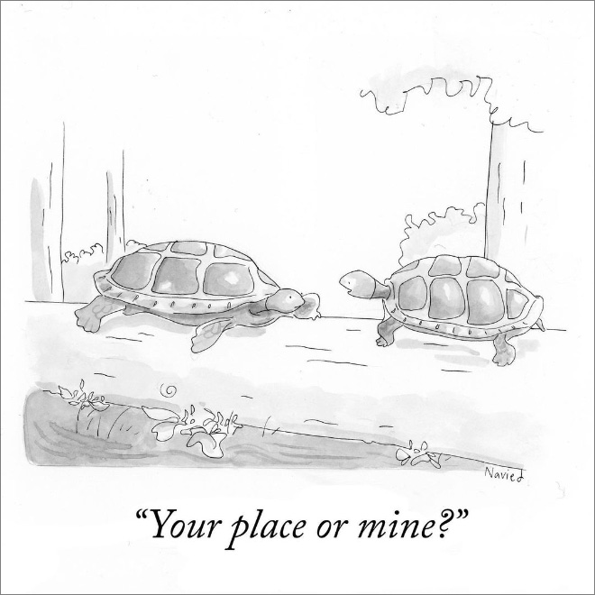 BD avec des tortues