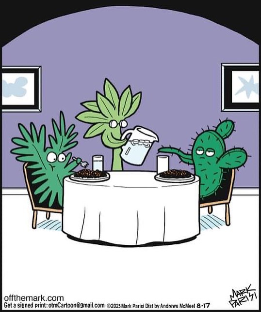 bd parisi cactus