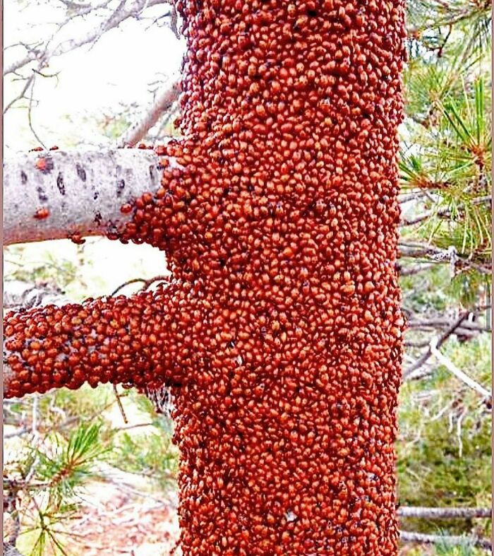 un arbre de coccinelles