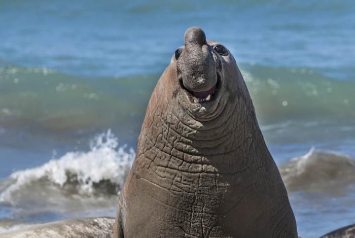 Comedy Wildlife Photography 