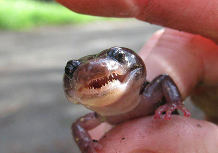 petites dents reptile