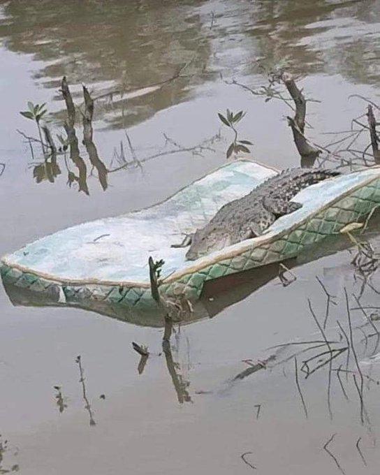 crocodile plat 