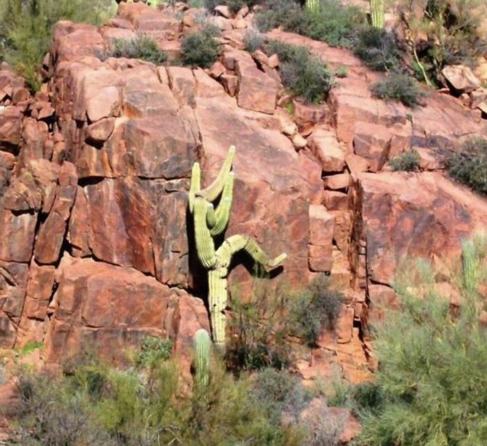 homme-cactus