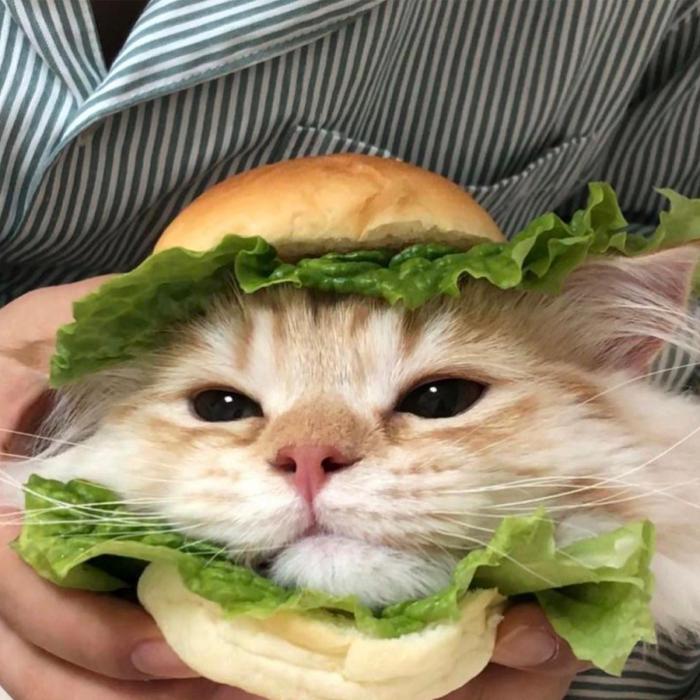 un chat burger