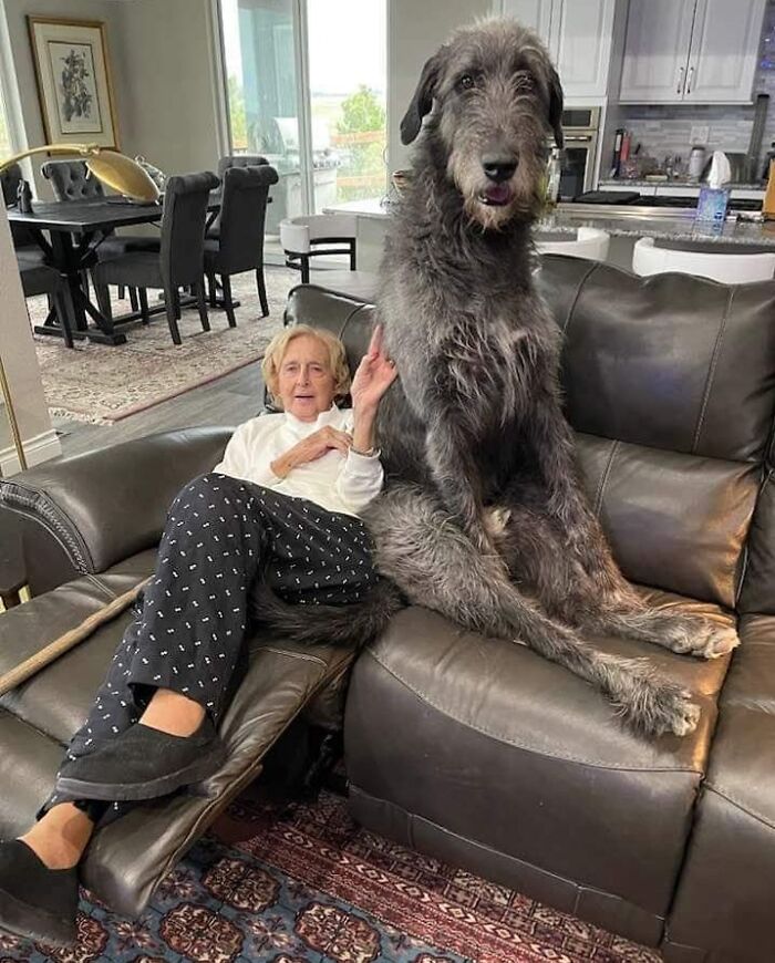 Chien Irish Wolf Hound