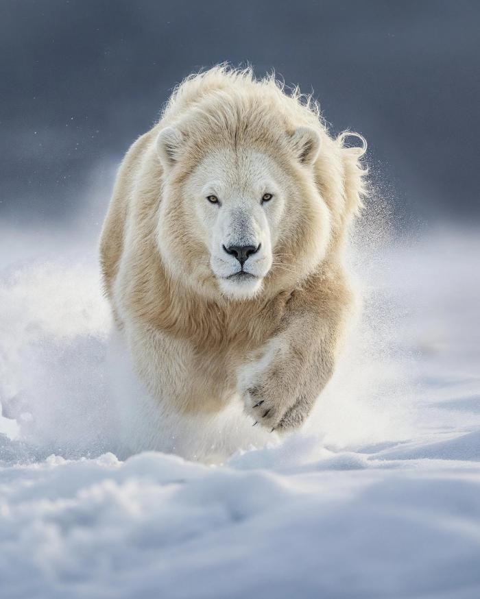 ours polaire avec lion