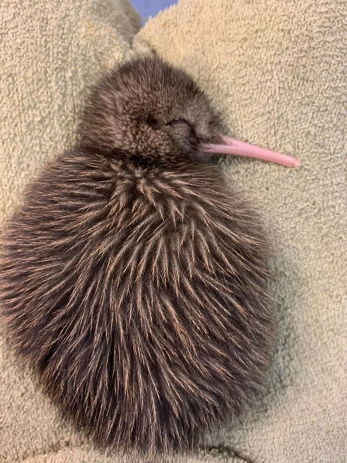 Kiwi de 8 jours 