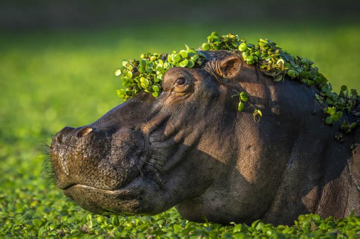 Comedy Wildlife Photography 