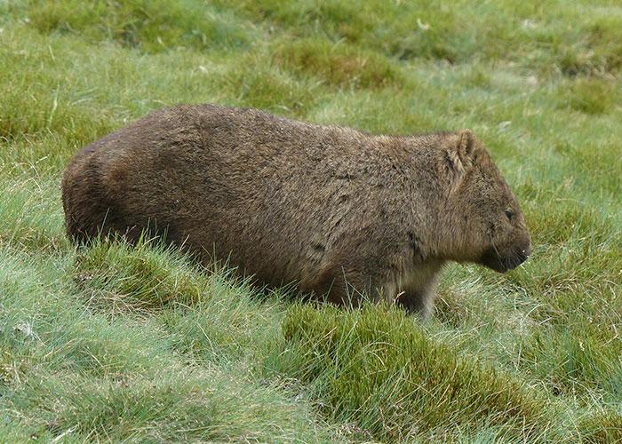 wombat caca