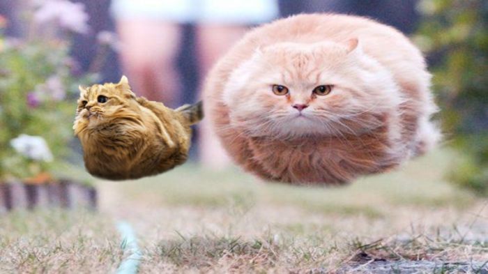 photoshop battle chat qui détale 13
