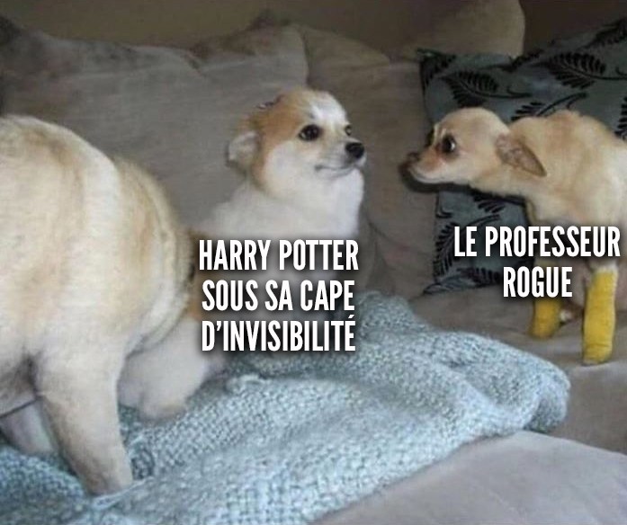 chihuahuas harry potter