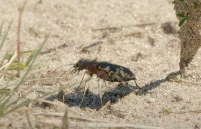 Insecte qui court le plus vite : les cicindèles australiennes