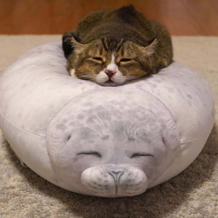 un chat qui dort sur un phoque