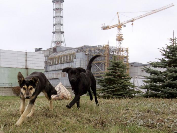 chiens errants tchernobyl