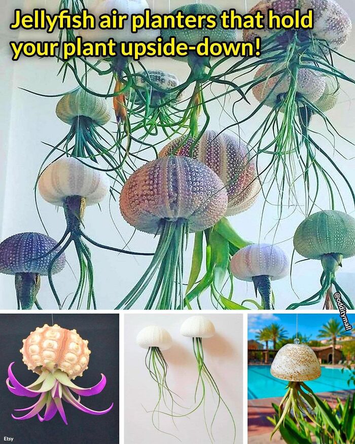 méduse de plantes