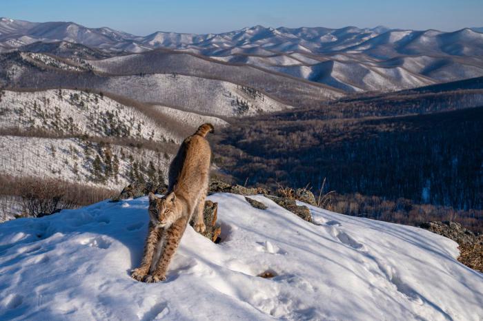 1er prix de la catégorie Animaux dans leur environnement - Igor Metelskiy, Russie