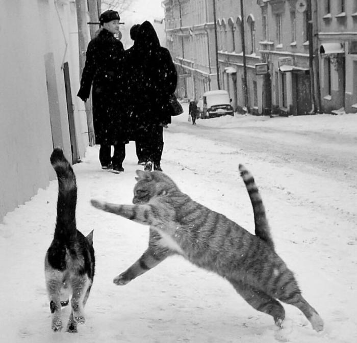 deux chats qui se battent dans la rue