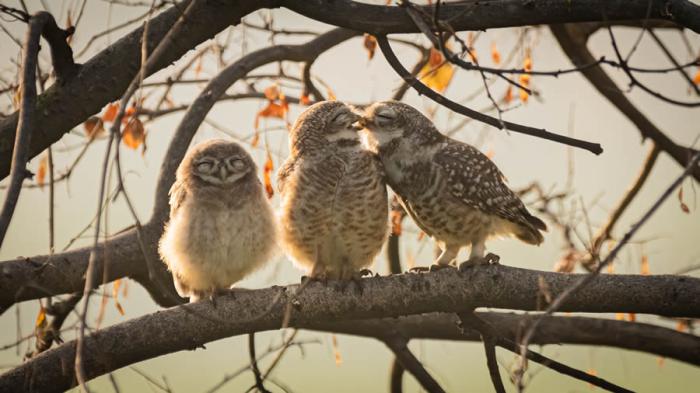 Comedy Wildlife Photography 