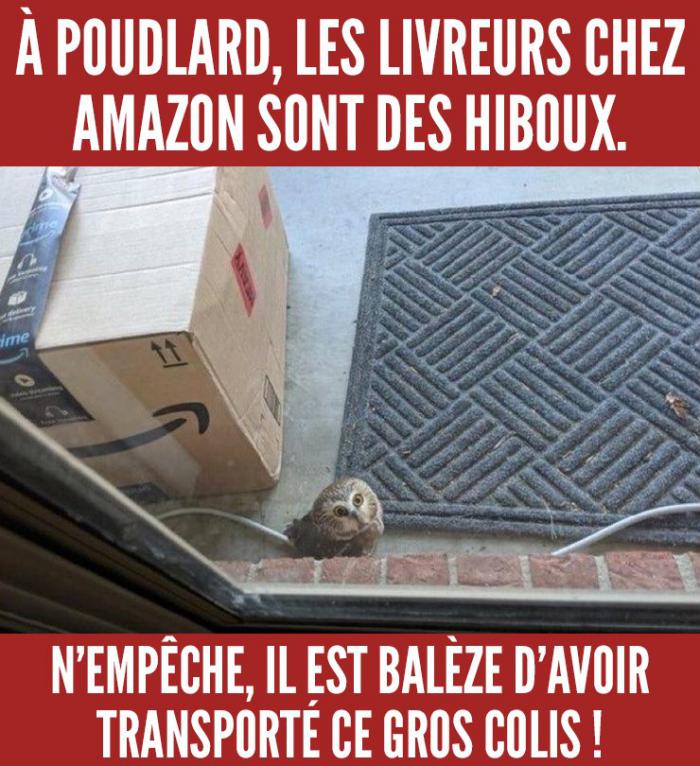 Un hibou avec un colis Amazon