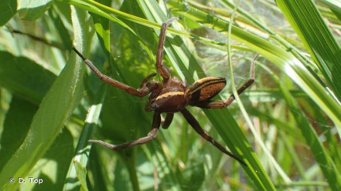 Dolomedes plantarius