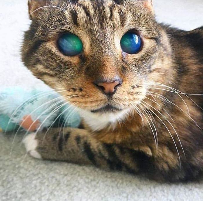 un chat sans iris