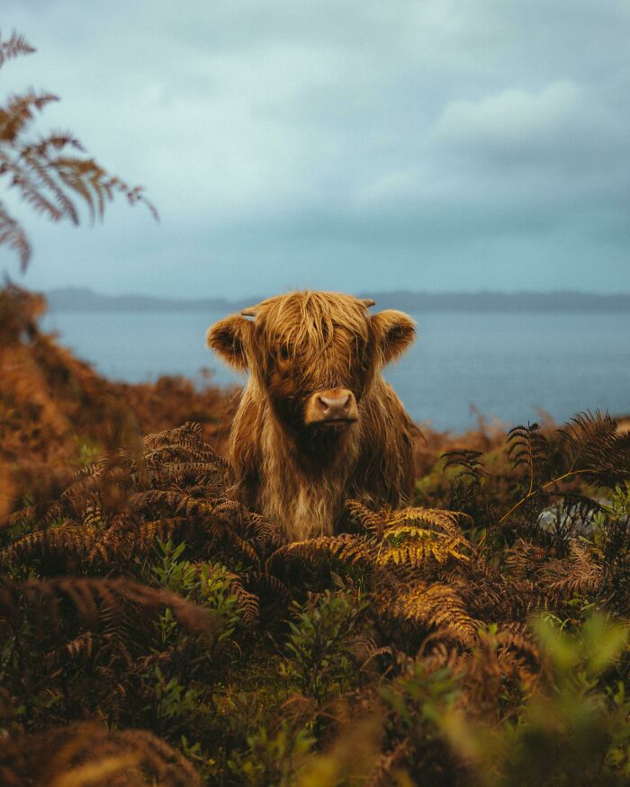 une vache dans la nature